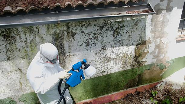 Trusted Basement Mold Remediation service in Sharpsburg, NC - Cheap Mold Removal